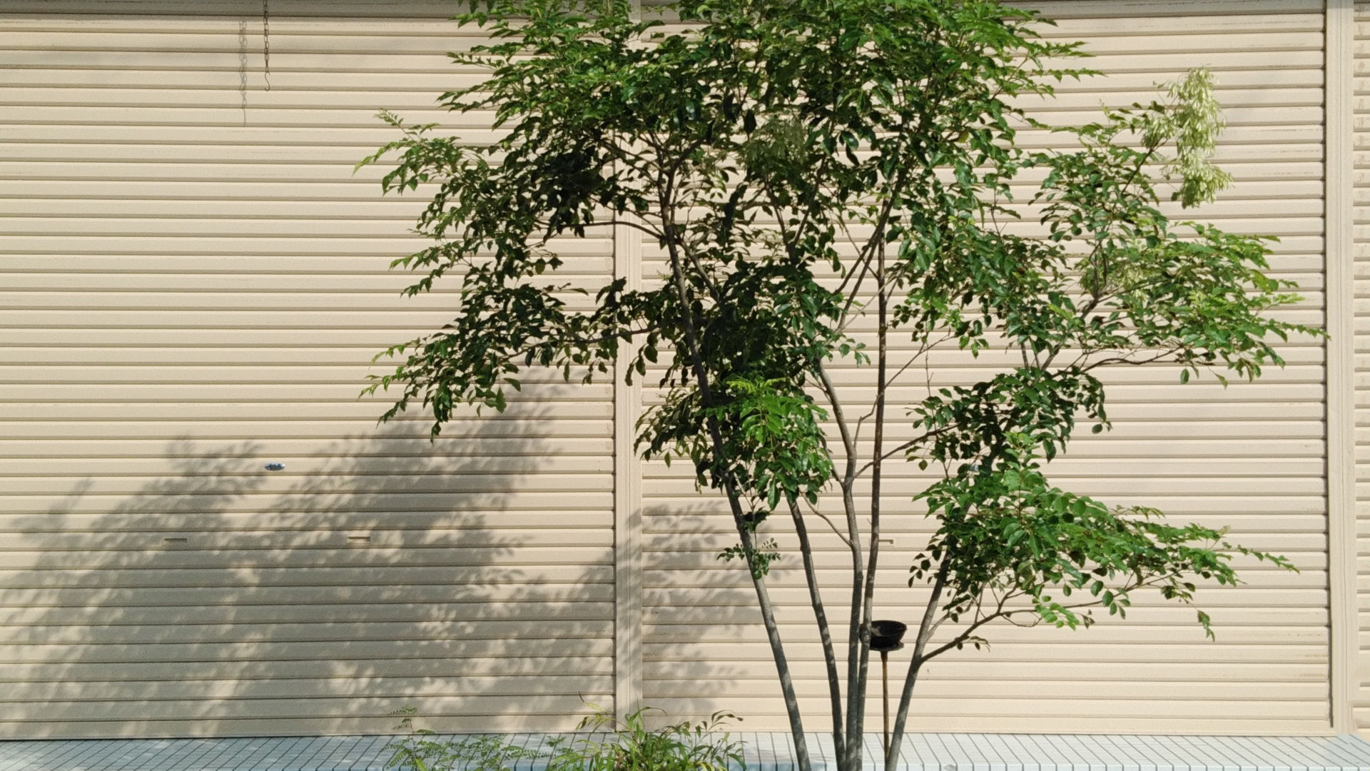 新築住宅でのシンボルツリーの外構工事を費用や種類で徹底比較！実例から選べる魅力ガイド アイキャッチ画像