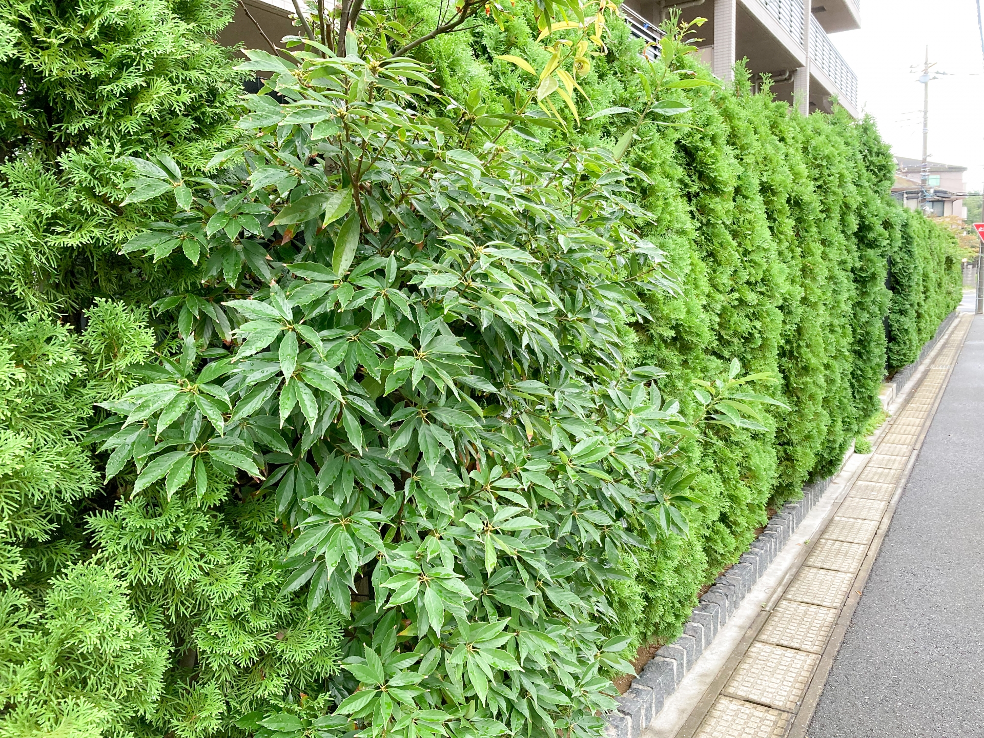 5mの庭木で目隠しする裏技！2階の視線を防ぎトラブルも防ぐ常緑樹の選び方 画像