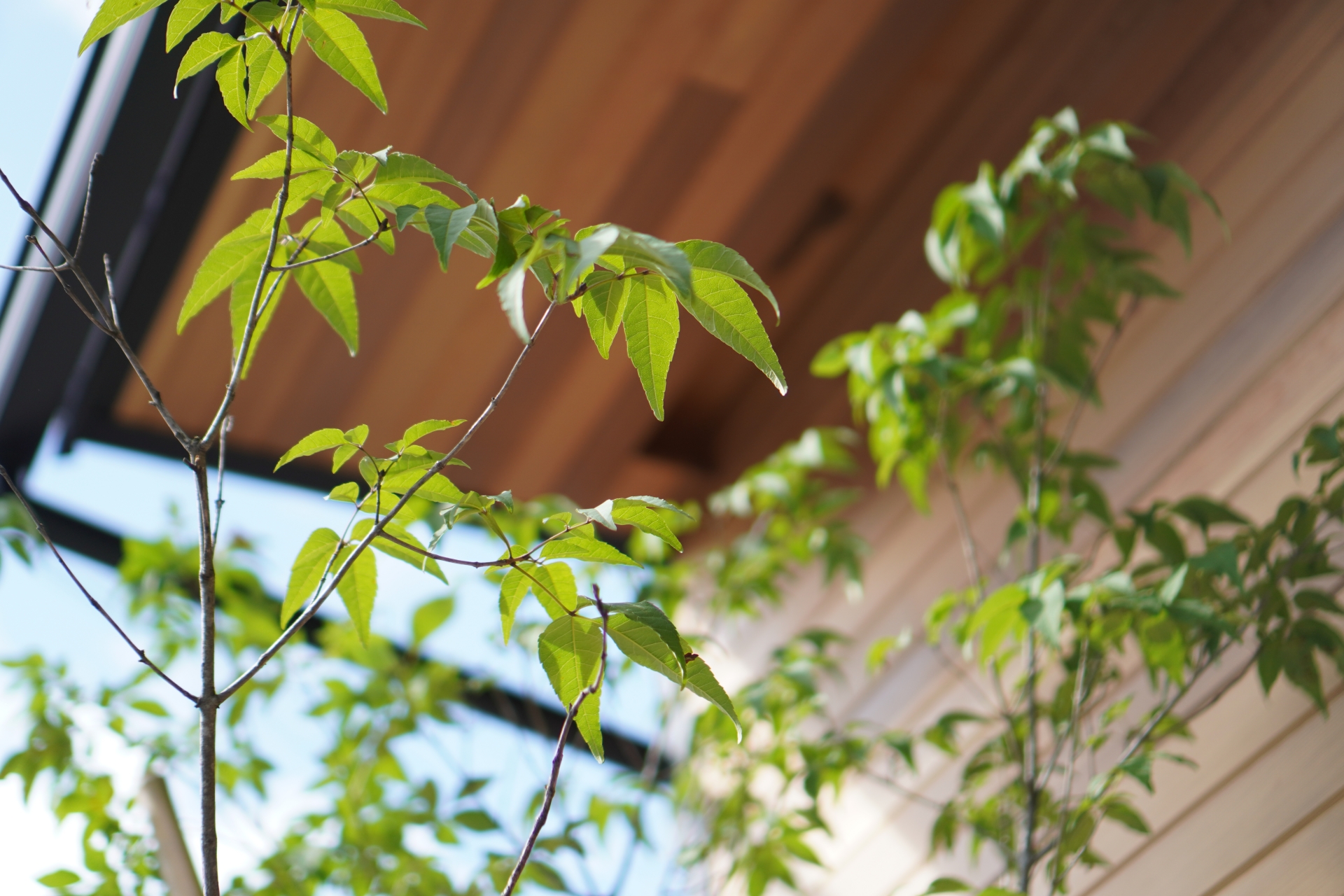 アオダモの植栽費用で後悔しない！10年後も枯らさないプロの相場と土壌改良の真実 画像
