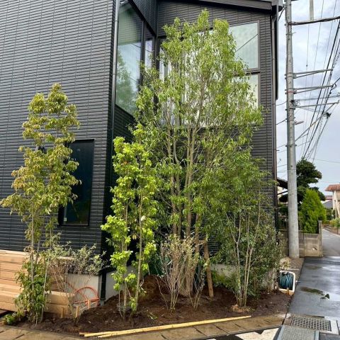 2階まで届く！大きなシンボルツリーのあるお庭🌳 アイキャッチ画像